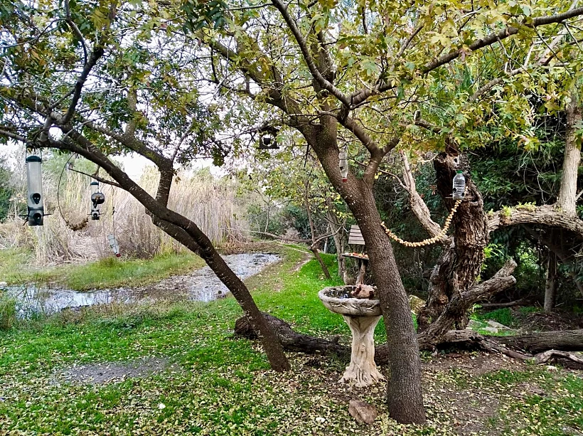 התחנה לחקר הציפורים בירושלים