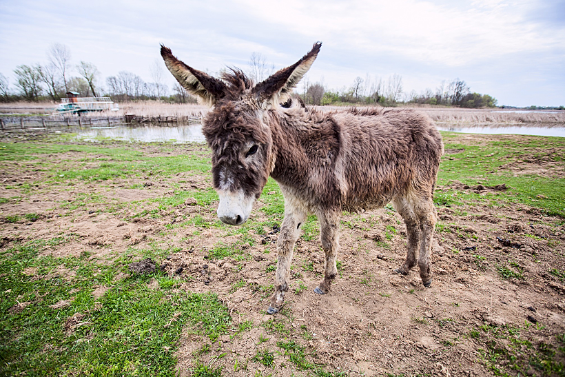 Donkeys,grazing,on,pasture,,domestic,animal,,,balkan,donkey,,nature