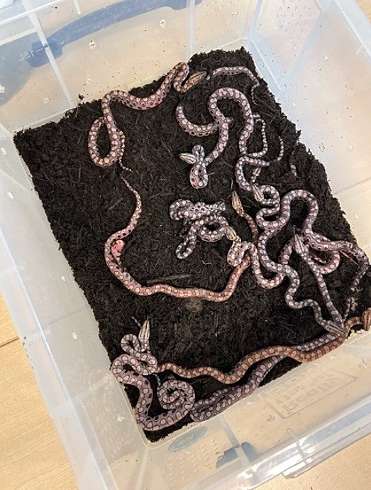 City Of Portsmouth College