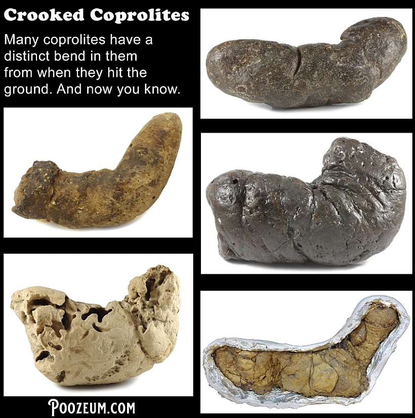 Poop Museum 4