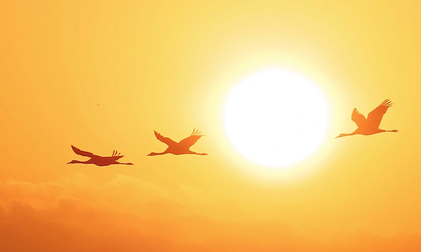 נדידת עגורים באגמון החולה