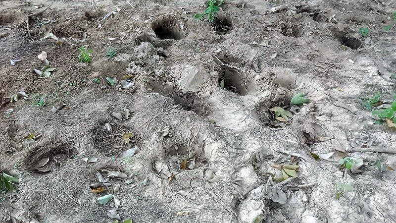 Wild Elephant3