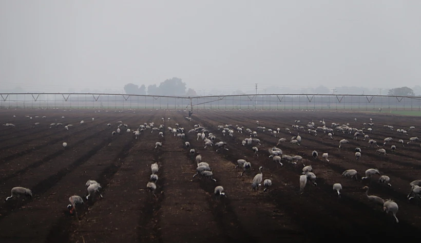 משפחות של עגורים בשדות החולה