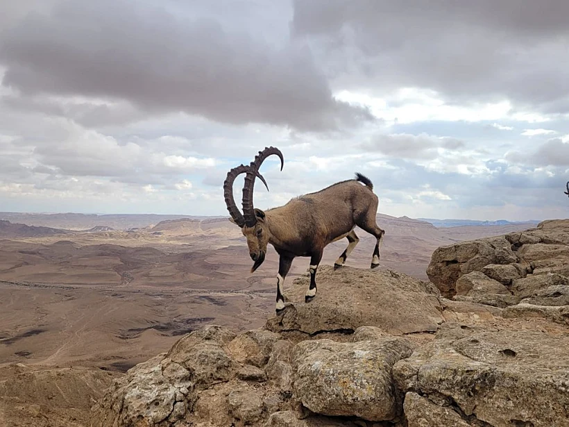יעל במכתש רמון