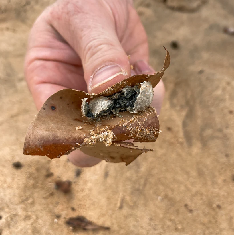 Northern Beaches Council 2