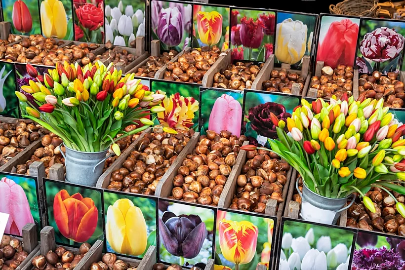 Colorful,tulips,and,tulip,bulbs,on,floating,flower,market,in