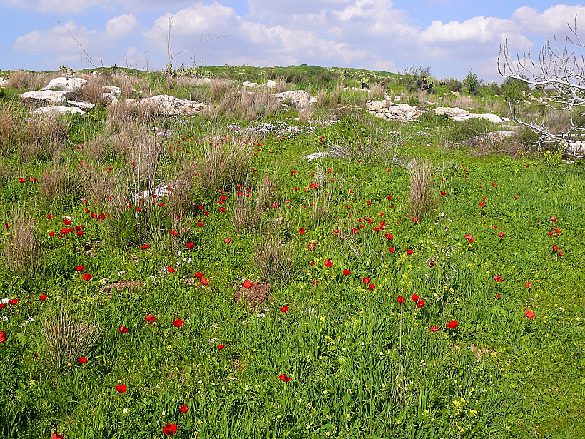 פריחת כלניות בגבעת התיתורה