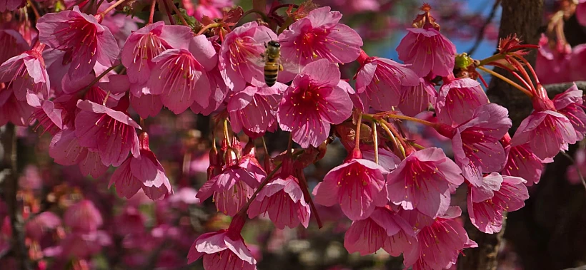 פריחת הדובדבן היפני בגן הבוטני גבעת רם ירושלים