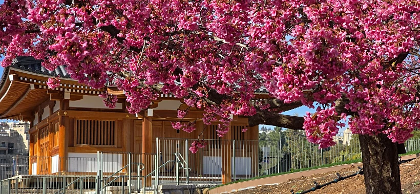 פריחת הדובדבן היפני בגן הבוטני גבעת רם ירושלים