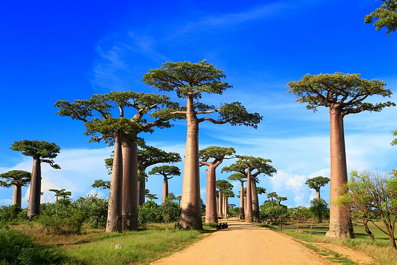 Baobab,street,,,madagascar,africa