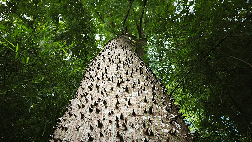 Big,tree,in,the,rain,forest,with,a,trunk,full