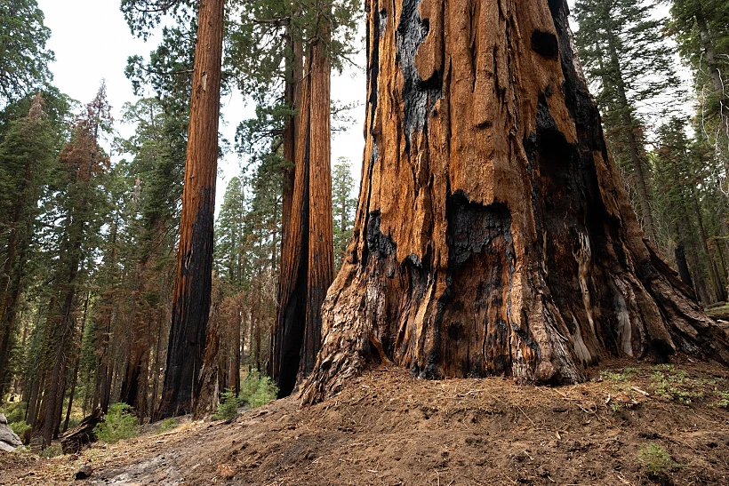 Wildfire,scarring,on,the,base,of,a,massive,giant,sequoia