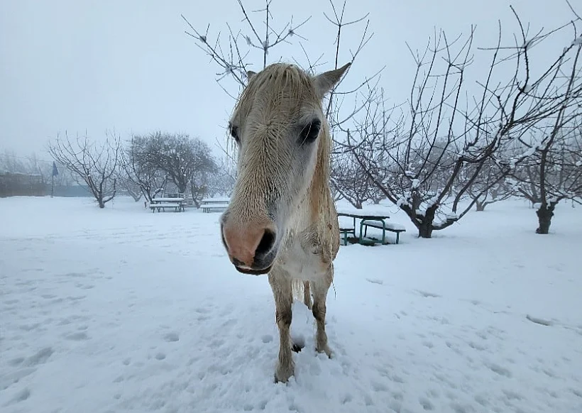 חוות הסוס והדובדבן ברמת הגולן בשלג