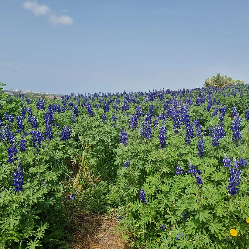 תורמוסים בגדרה