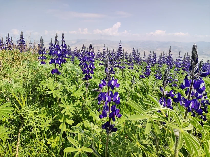 המרבד הסגול בחמדת בבקעת הירדן