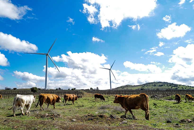 תחזית מזג אווויר עננים טבע פרות בצפון רמת הגולן