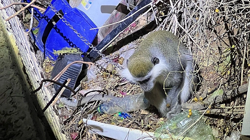 הקוף שאותר בפזורה הבדואית
