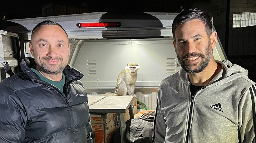 הקוף שאותר בפזורה הבדואית