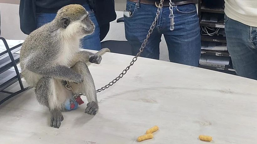 הקוף שאותר בפזורה הבדואית