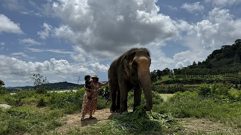 מקלט לפילים בפוקט