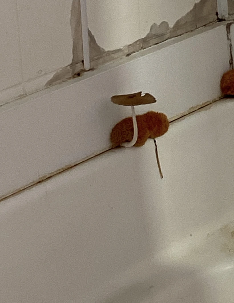 Mushroom 2