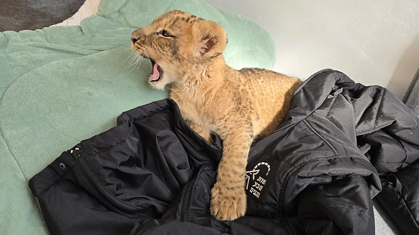 גורת האריות שחולצה מכפר קאסם