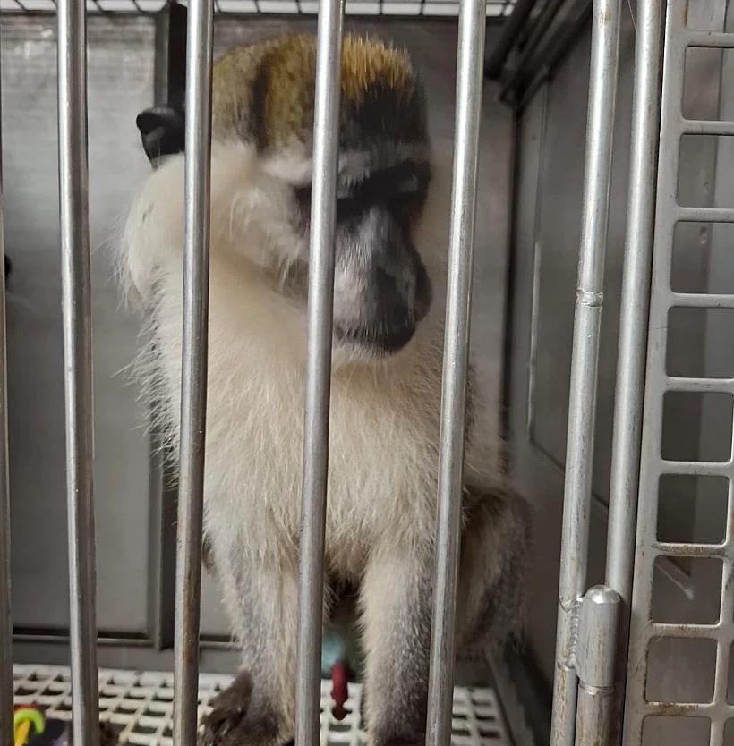 הקוף שאותר, לאחר שעבר התעללות