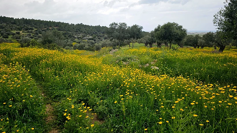 שביל ישראל עין הוד