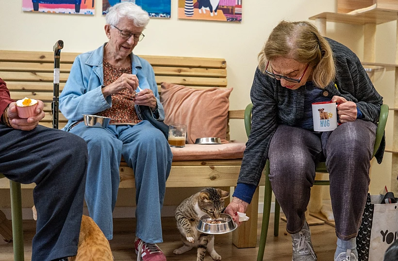 בית קפה חתולים, משען