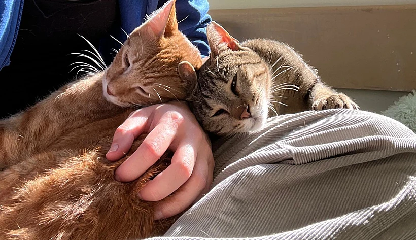 בית קפה חתולים, משען