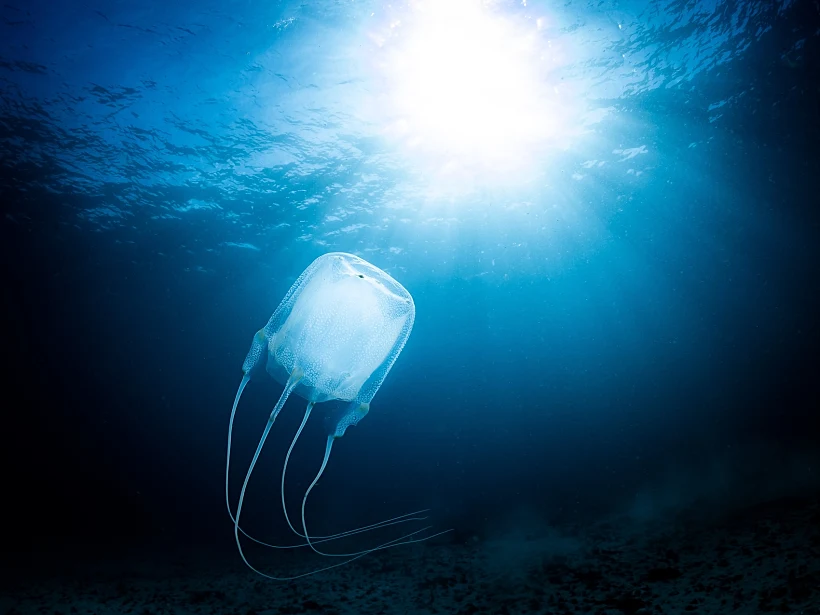 Box,jellyfish,,kelp,forest,,cape,town,,south,africa