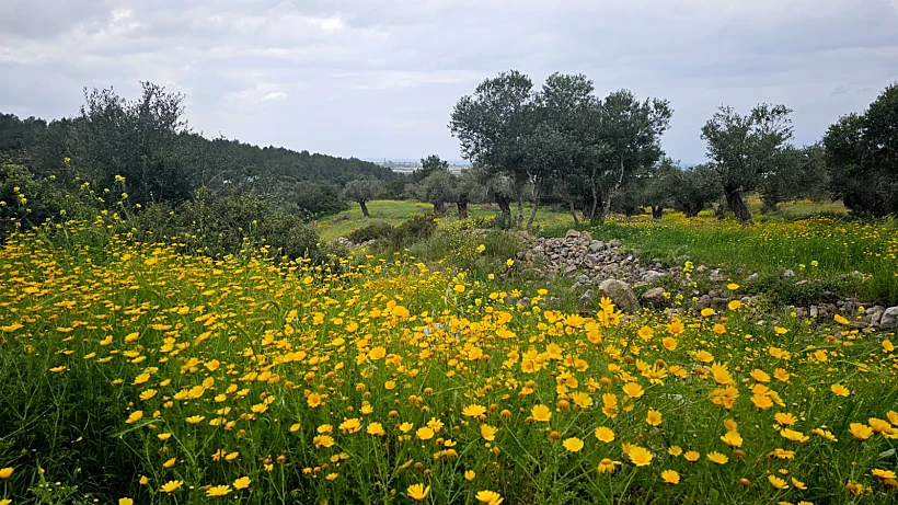 שביל ישראל פורח