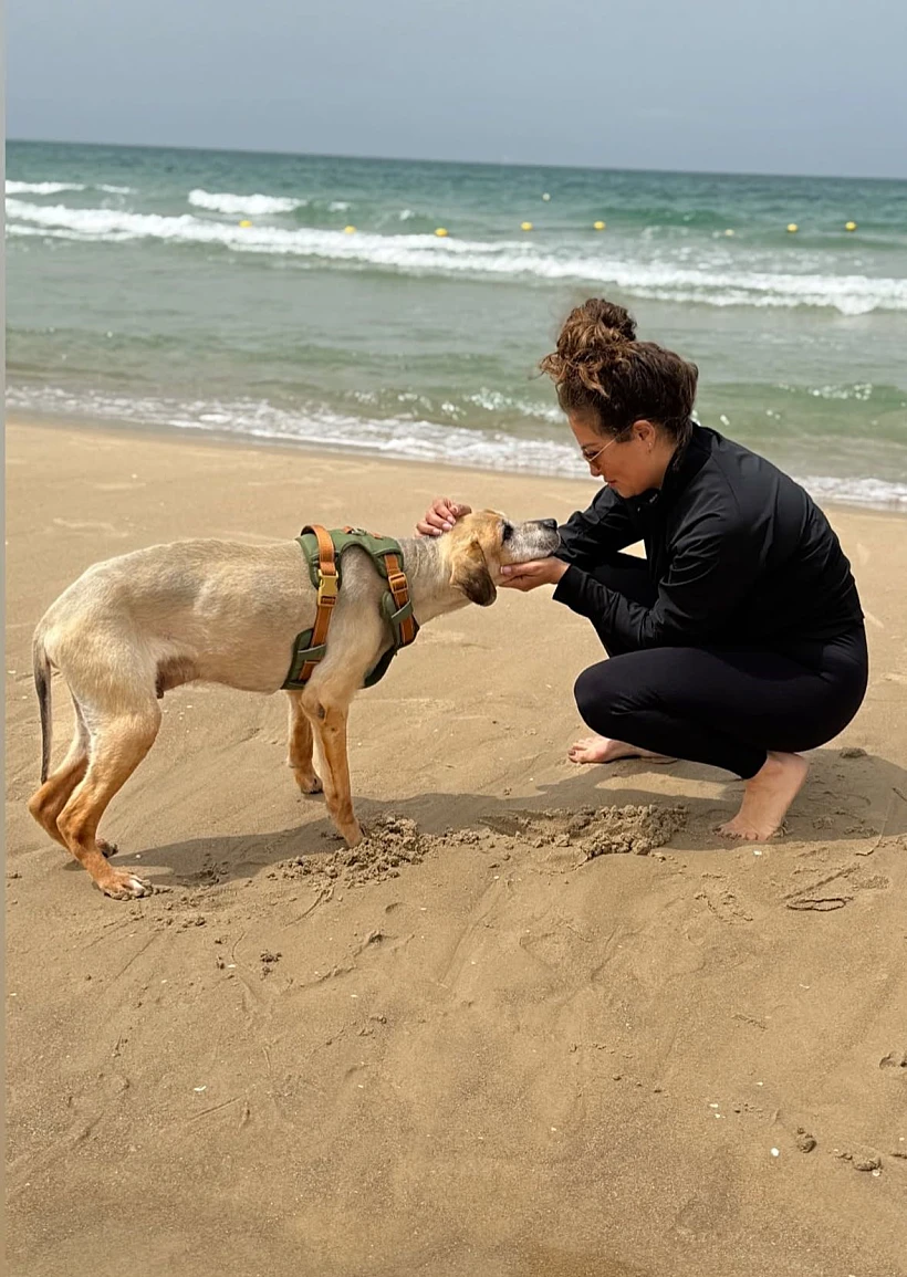 ליהיא גרינר