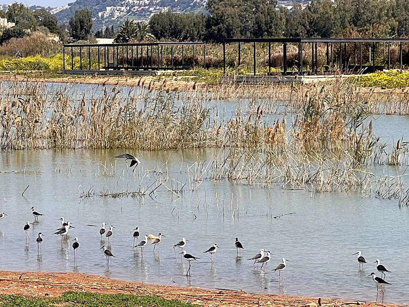מרכז הצפרות במעגן מיכאל