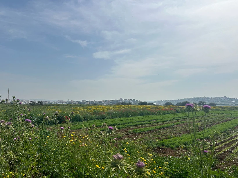 נחל תאנים המשוקם