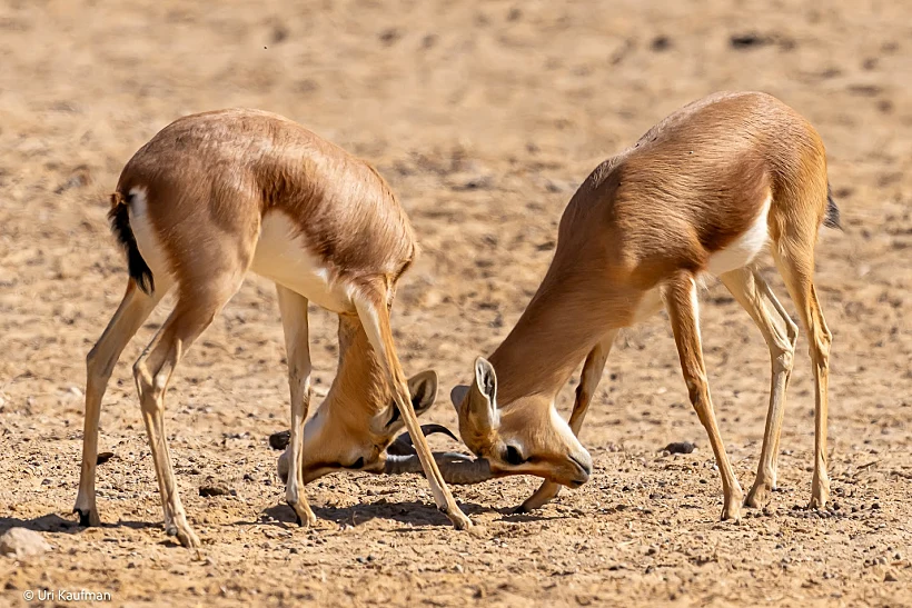 חי בר יוטבתה