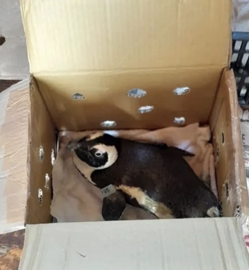 Penguin1