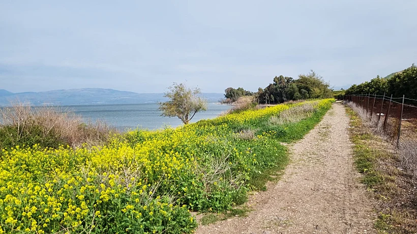 שביל סובב כינרת - מחוף גופרה לטיילת עין גב