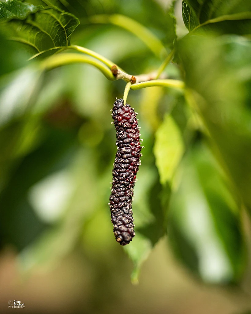 תות הימלאיה