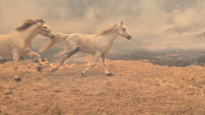 סוסים בשריפות שבאזור ירושלים
