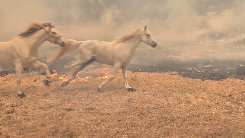 סוסים בשריפות שבאזור ירושלים