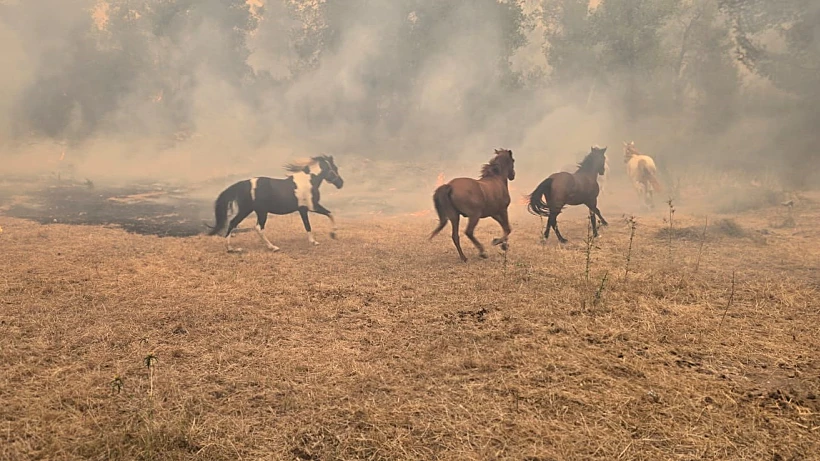 סוסים בשריפות שבאזור ירושלים
