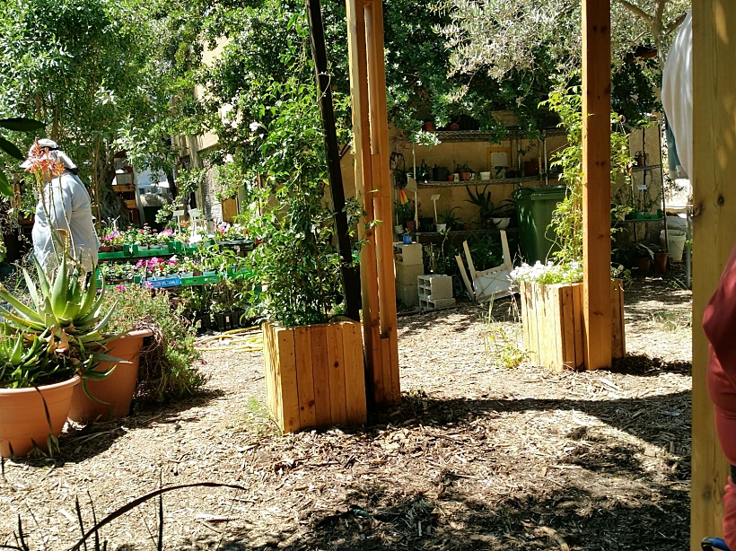 גינה קהילתית בירושלים גינת ירק