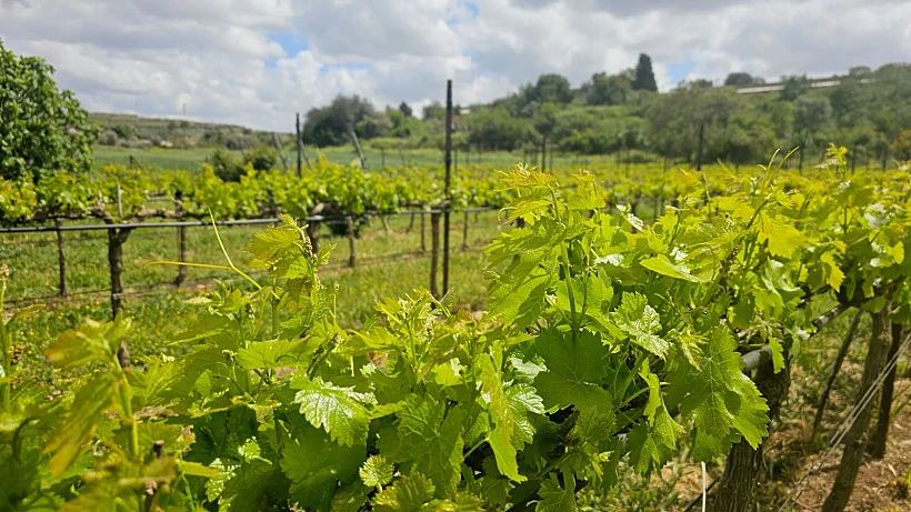 הכרם של יקב ציפורי