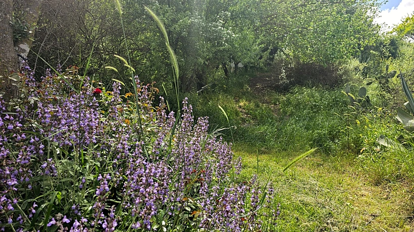 עלעלים -  מרכז לצמחי מרפא