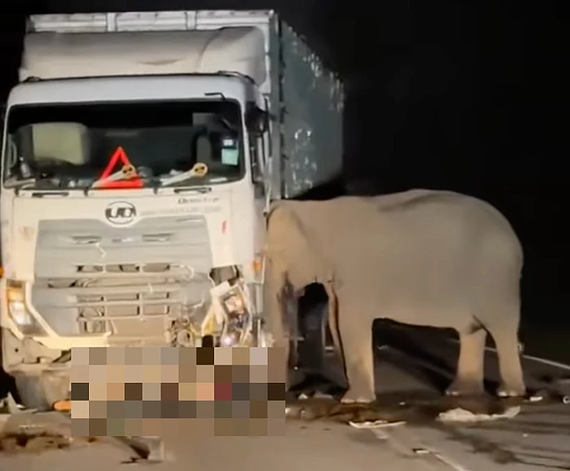 Elephant