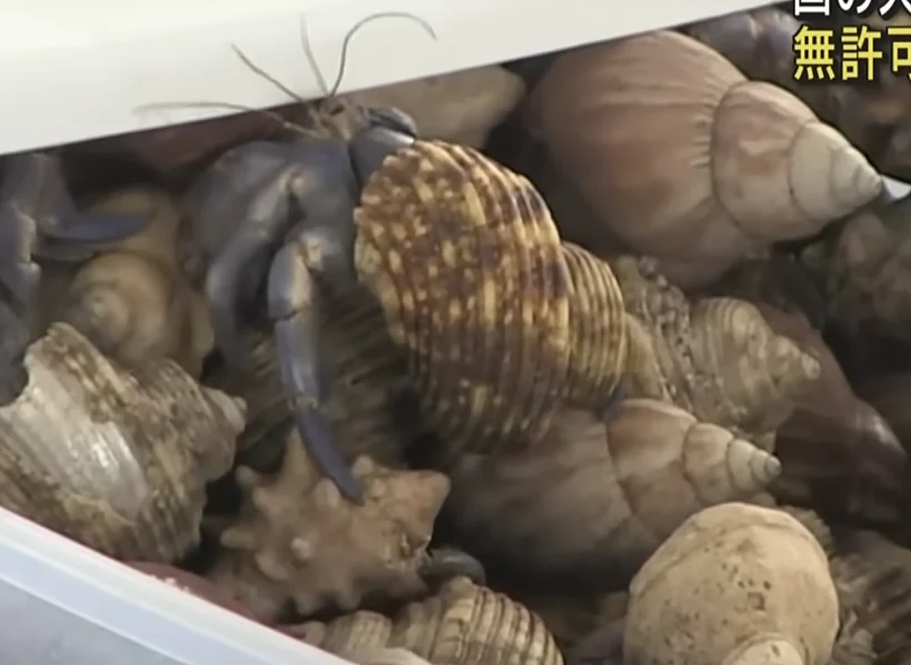Hermit crab