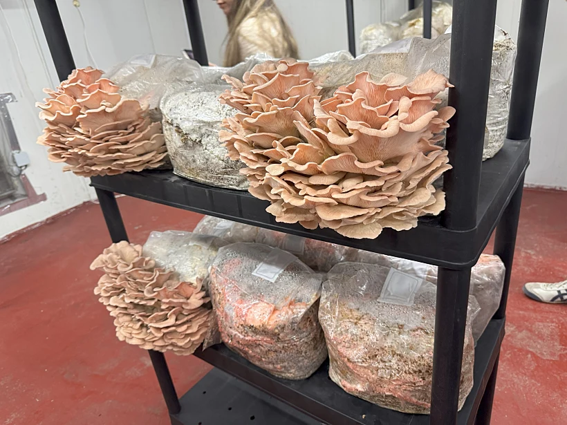 מאשרום - פטריות מרפא