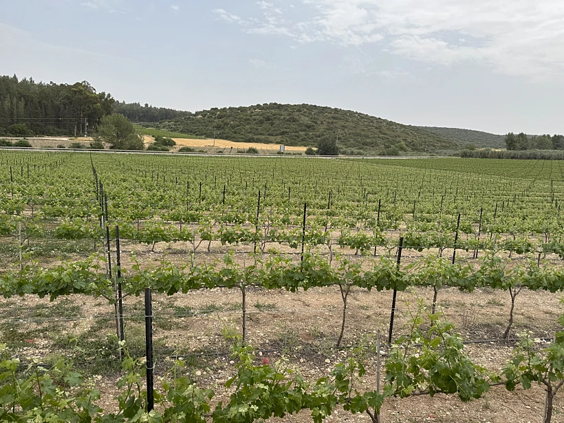 הכרמים של אזור מטה יהודה