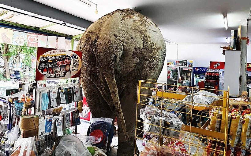 Elephant2